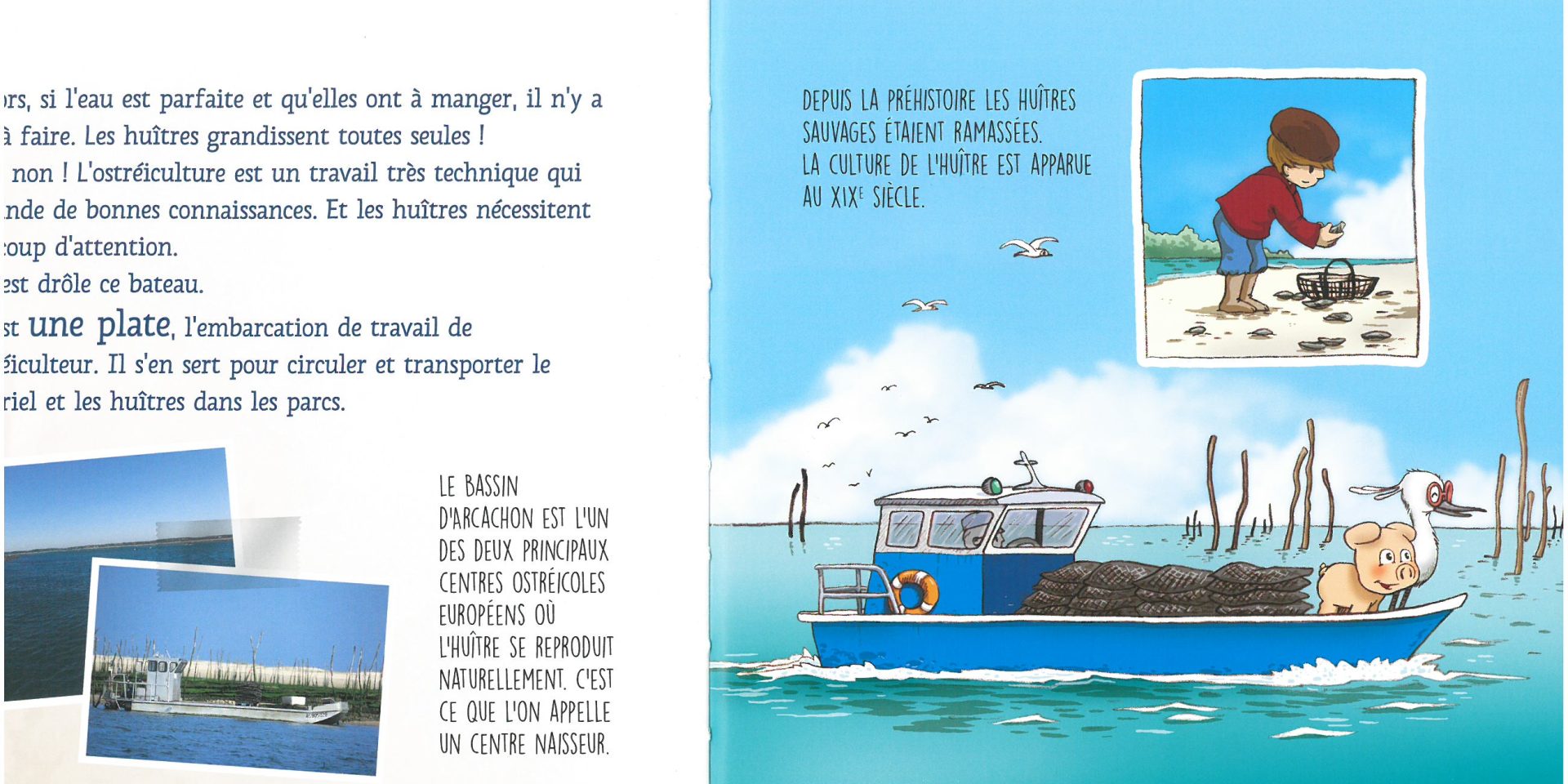 illustration plate sur le Bassin d'Arcachon avec un oiseaux et un cochon